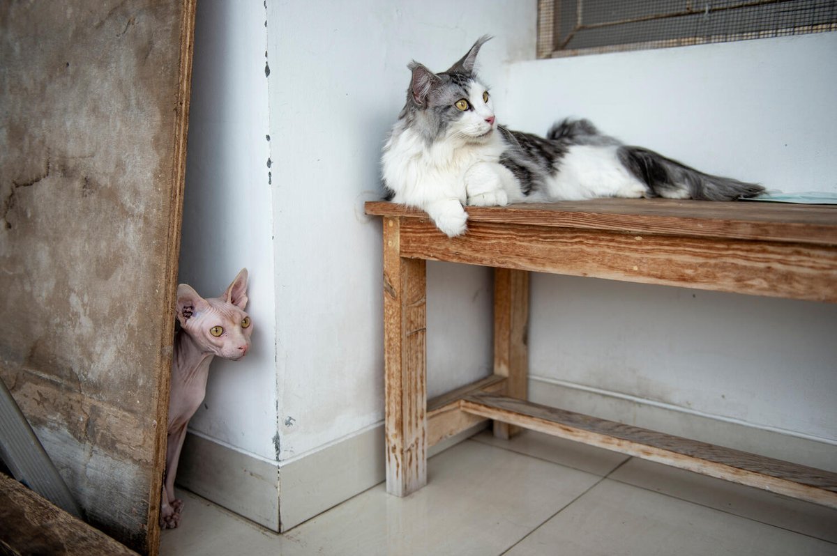 National Geographic Society (@insidenatgeo) on Twitter photo #NatGeoExplorer <a href="/joshirwandi/">Joshua L. Irwandi</a> documented these feline friends during the height of the #COVID19 pandemic, proving that loyal companions like these can give us a glimmer of hope in the darkest of days.
#NationalCatDay #NatGeoExplorer <a href="/joshirwandi/">Joshua L. Irwandi</a> documented these feline friends during the height of the #COVID19 pandemic, proving that loyal companions like these can give us a glimmer of hope in the darkest of days.
#NationalCatDay