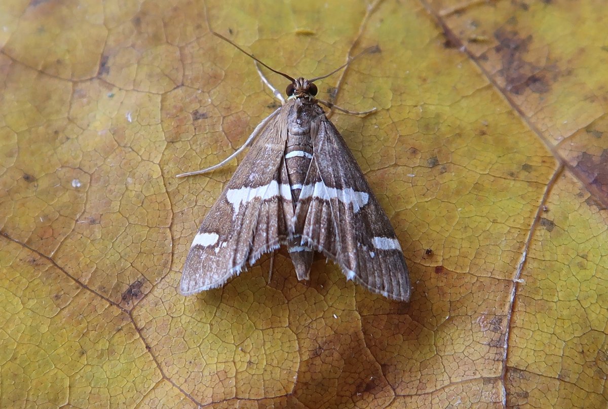 Amazing! Hazel took this Spoladea recurvalis, at light in Tintern, Gwent (VC35) last night (28/10). Also, a Scarce Bordered Straw (H. armigera).