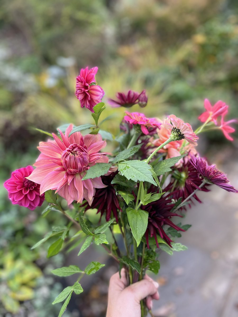 FrankieDev's tweet photo. Week 43 #somethinginavase is possibly my favourite. Dahlias and chrysanthemum make up the bulk of it. https://t.co/ccn6nOzOjQ