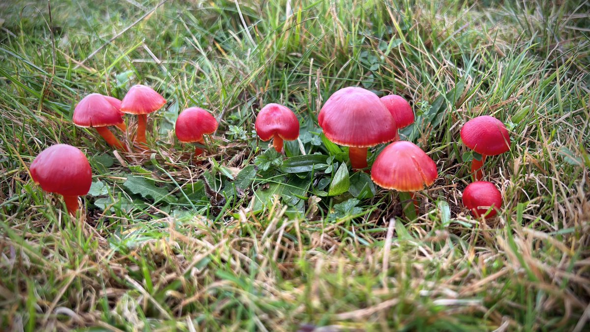 29/10/22 Lancs - hundreds of Splendid #Waxcaps (Hygrocybe splendidissima) have popped up across the grasslands of Silverdale, one of the more conspicuous #fungi on show at the moment #FungiFriday