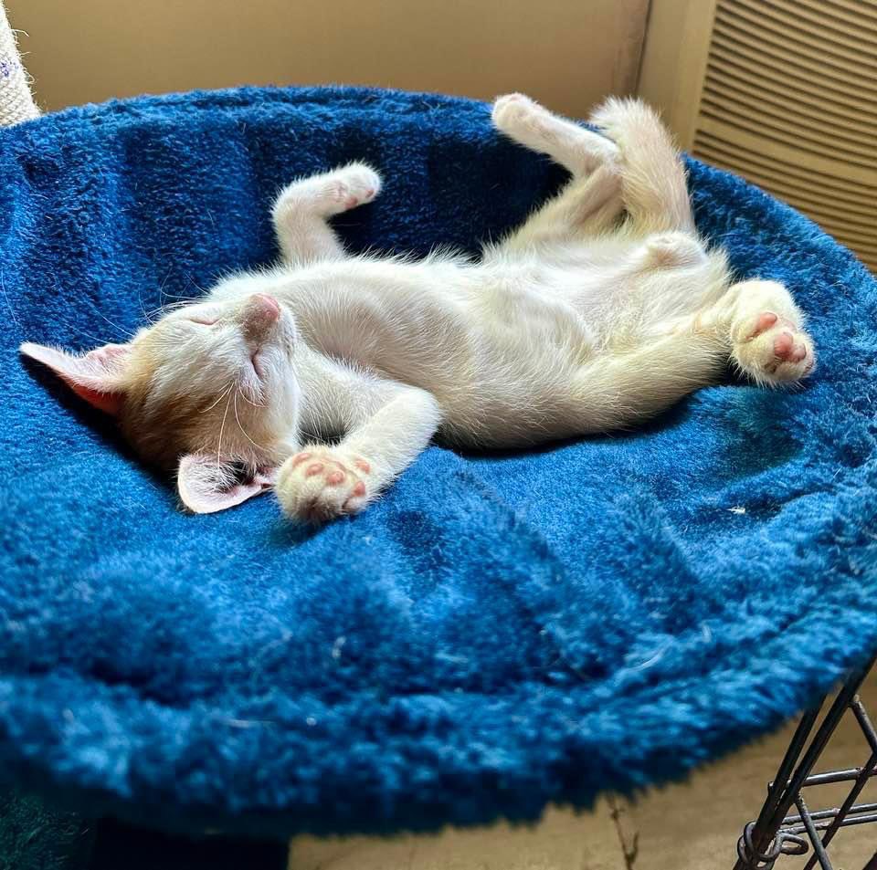 Kunal Choksi tweet media