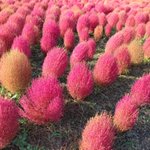 ツイートに含まれる画像
