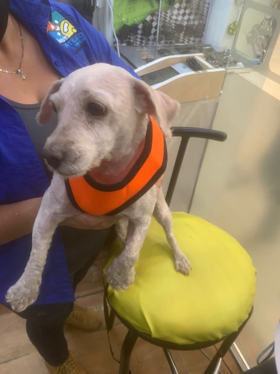 infomacaracuay's tweet photo. Esta niña se encuentra en EPA de los ruices, espera por su dueñ@ . Dios permita que aparezca @PerroUsuario @GAMascotas @MASCOTASDECALLE @tistjmay https://t.co/8dvSa6MFhB