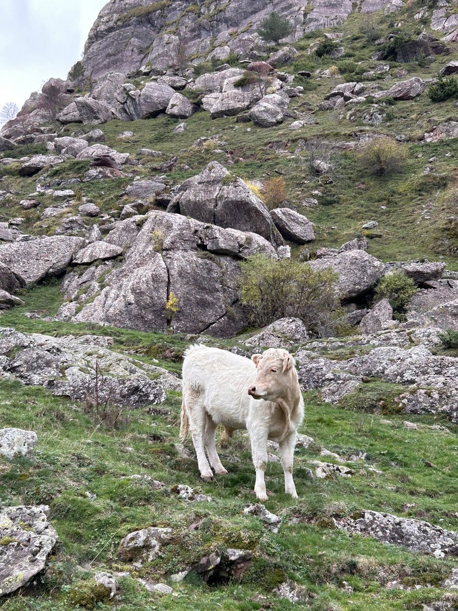 trobada_'s tweet photo. Este cabo de semana, somos por la val d'Echo rematando a programación d'a #XTrobada, con bella aduyeta inesperada 🐮🥰

Por esta redolada, la chent ye preparando actividatz bien mahas pa todas. Somos muit contentas y bien luego vos podremos contar tot 😀 https://t.co/xGhXSrgOzT