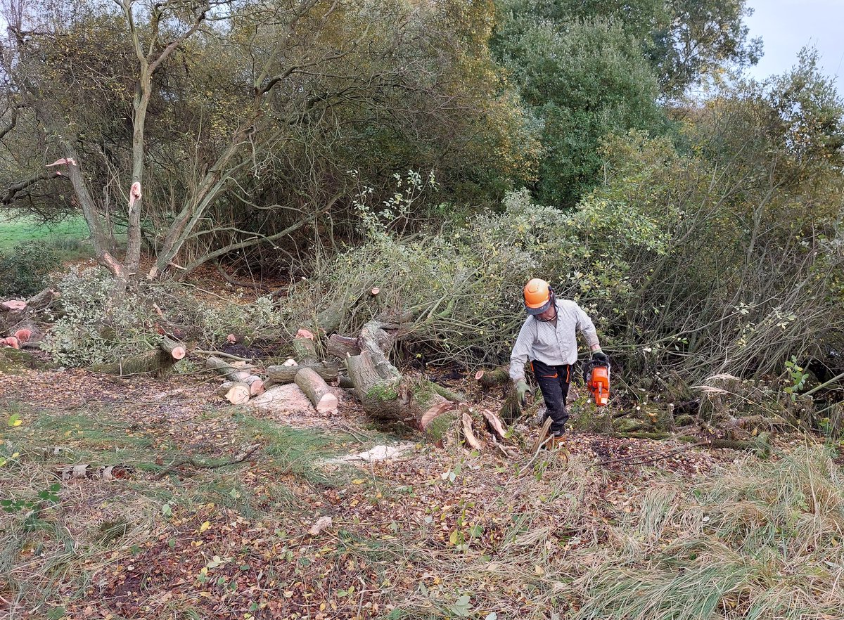 norfolkponds's tweet photo. 1. Restoring overgrown farmland #pond. Start removing scrub from South &amp; West sides. Chainsaw &amp; volunteer draggers works well. Digger needed for bigger bits of wood. This let's the morning sun into the pond. https://t.co/3FaMpG8oHj