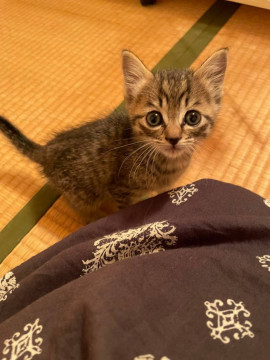 佐賀新聞社 犬猫動物たちを救い隊 Sagashimbun Pet Twitter
