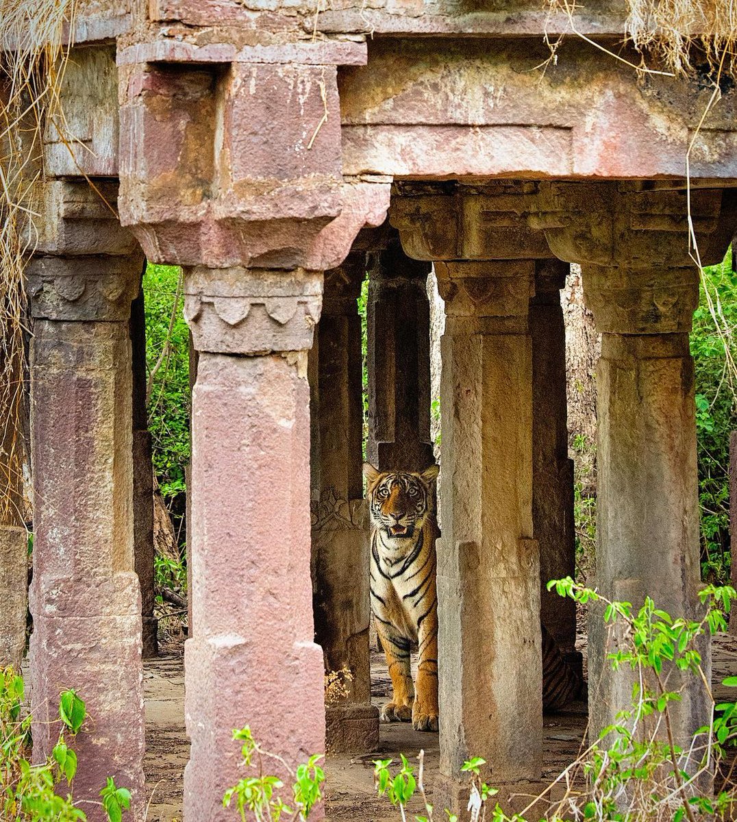 WTravelMagazine's tweet photo. #Ranthambhore; a #wildernesssafari experience in #India is a vast #wildlifereserve near the town of #Sawai #Madhopur in #Rajasthan. #SUJÁN #SherBagh is a #luxurycamp nestled in the Ranthambhore #tiger reserve.
📷 @anjsingh
Reposted from @thesujanlife https://t.co/beiscDGarm