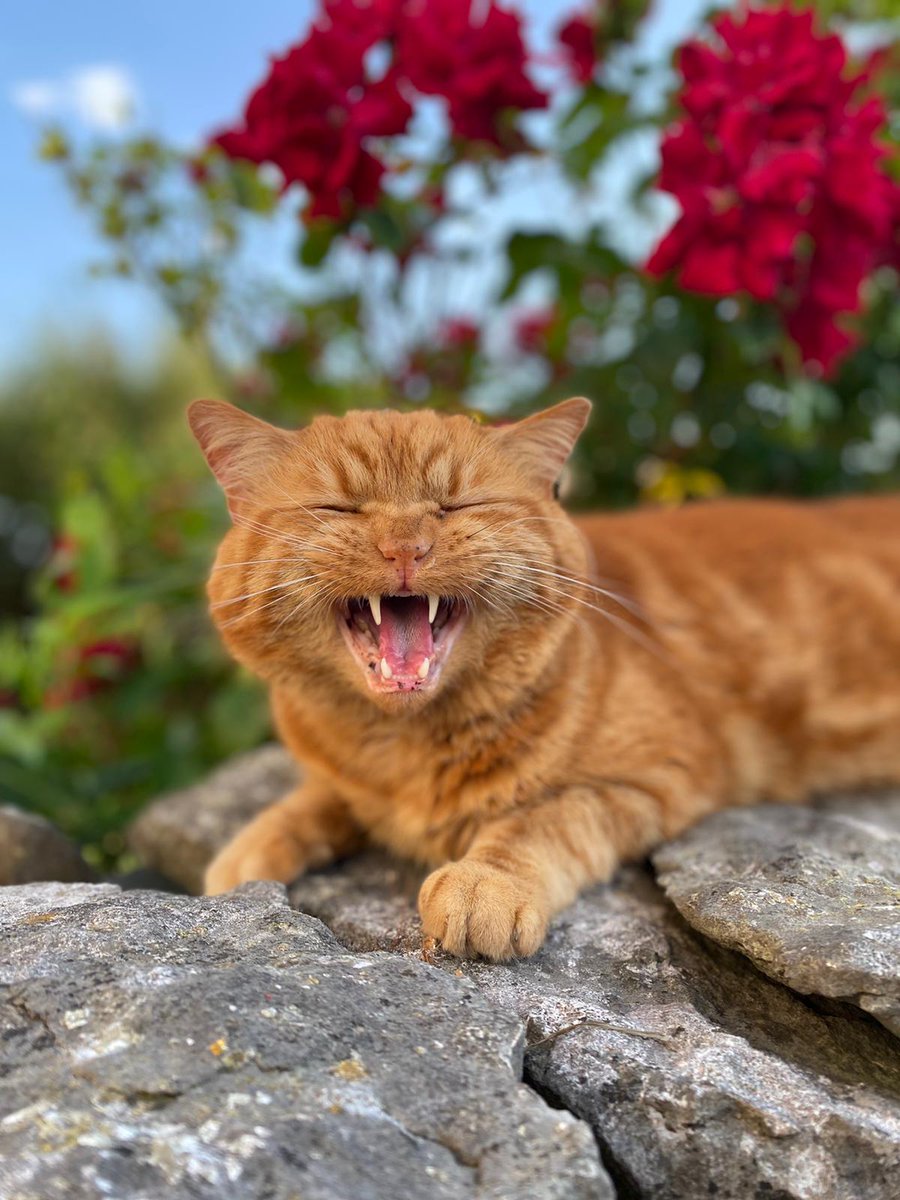 CotestonesFarm's tweet photo. Happy #NationalCatDay here's one of ours #CatsOfTwitter glorious Ronnie https://t.co/lIhoYlax80