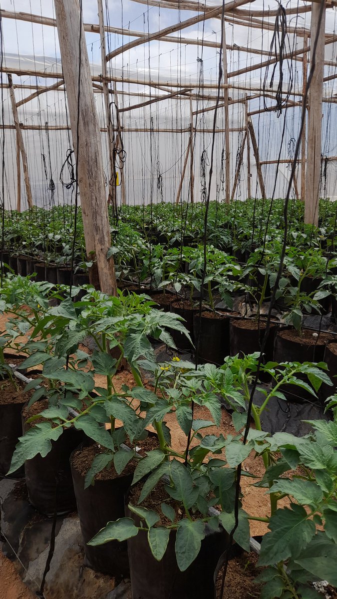 PETER GWIDIBIRA tweet media