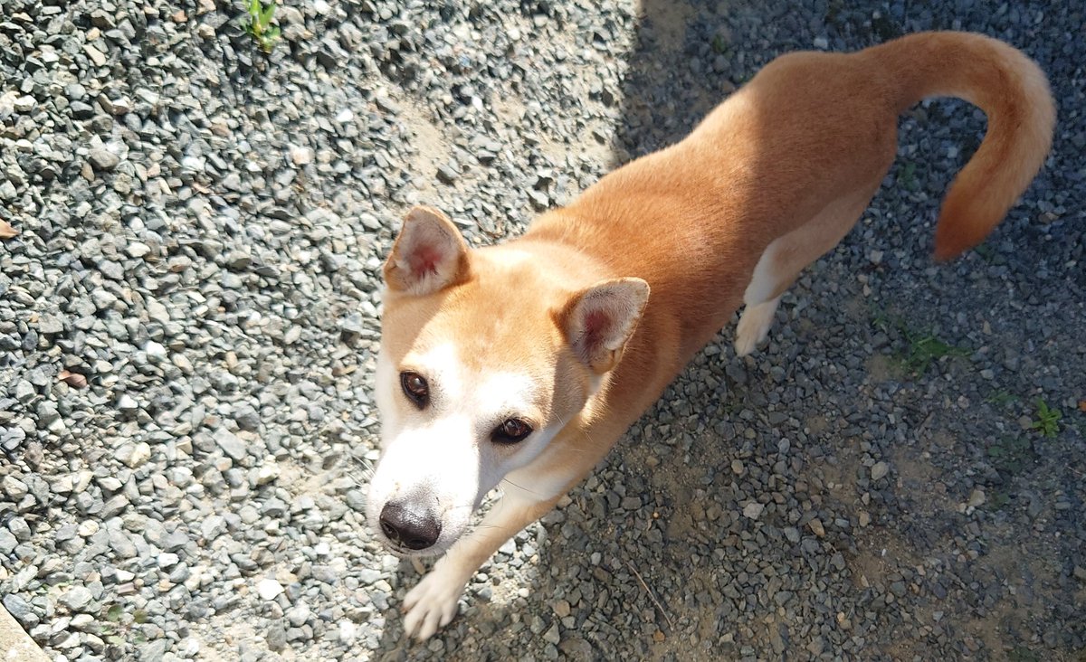 link16kg's tweet photo. 本当に犬って賢いし、適度な距離をこれからも犬の加減で取ってくれたらと思う。膝に前足をついておねだりするようになったのは、4歳になる前くらいだった。
本当に心許してくれて私は救われてる https://t.co/NHu0PBskYW