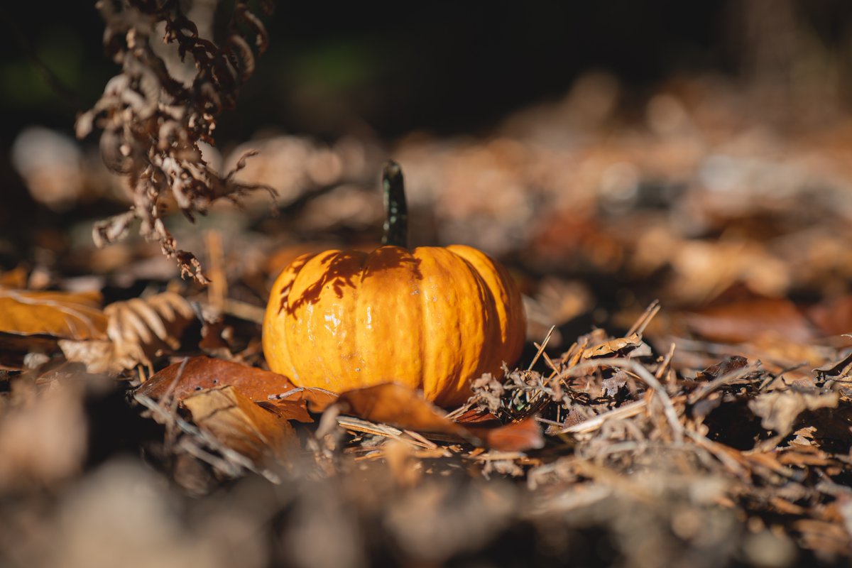 ⚠️ - Pumpkins can cause choke in ponies and donkeys - ⚠️ Please do not leave out your used pumpkins or feed them to any of our animals!! Not only can it disrupt their grazing habits, but it can also be potentially fatal to them. Please share.