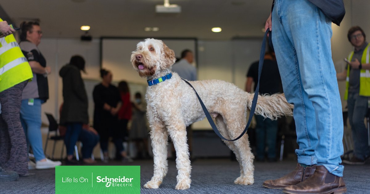 Wellness ambassador dogs recently paid our offices across Australia a visit for #MentalHealthMonth, boosting the mood paw-fectly and bringing everyone joy and calm as our #SEGreatPeople were encouraged to prioritize their wellbeing and mental health. #LifeIsOn