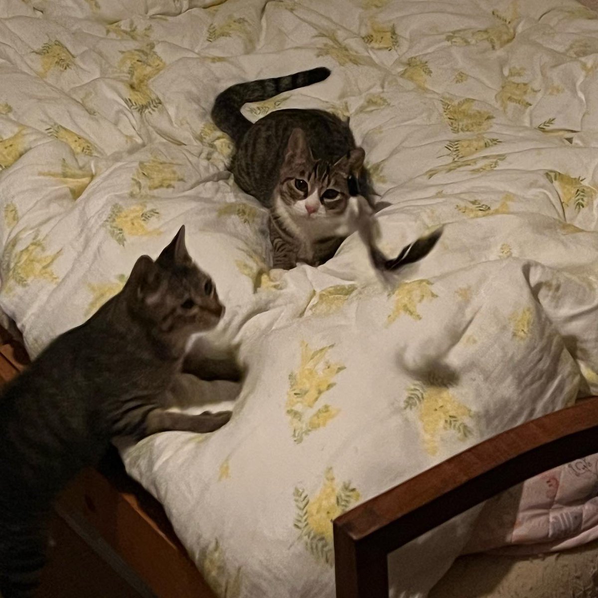 HiroVicious666's tweet photo. メルシーはカメラ目線
チャーリーは高速でブレる😂3️⃣5️⃣
Listen our Music prof link.
#CatLovers
#保護猫
#メルシーとチャーリー
#MagicNumber35
#RoadToNowhere
#偏差値35からのパンクロック
#バンドマンと繋がりたい
#TuneCoreJapan
#AppleMUSIC
#AmazonMusic
#Spotify
#LineMusic https://t.co/fNPngBMgMM
