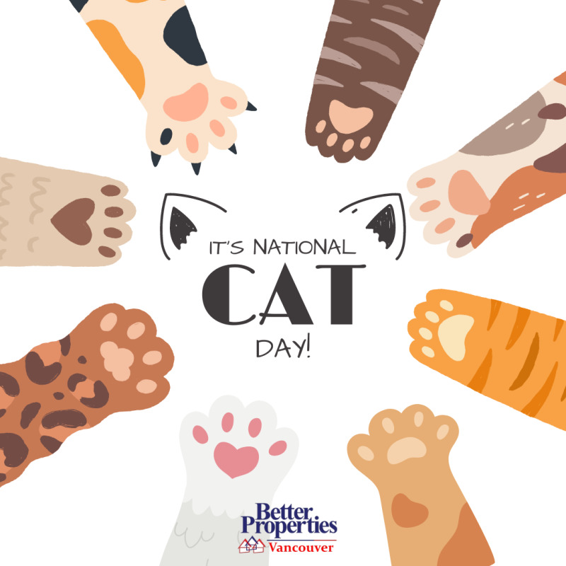 #Celebrate National Cat Day with your favorite feline friend! #catsrule #purrfection
