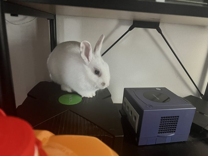 White bnnuy pretends to be a console https://t.co/c5ZiH9qW0t