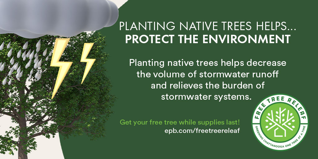 EPB_Chattanooga's tweet photo. #EPBFreeTreeReLeaf 🌳 Planting #nativetrees brings countless benefits to our community. Not only does it help beautify your lawn — it adds cooling shade that could lower your energy costs in the summer.
🌱Get your #FreeTree ASAP while supplies last: https://t.co/IblEYXzAKh https://t.co/Dm3R6Ym0vk