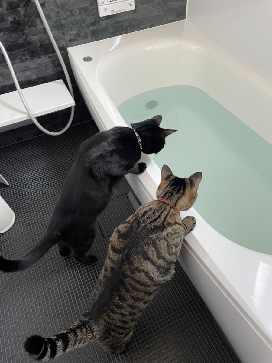 ontogaku's tweet photo. 最近は2匹で浴槽チェックをしているらしい(*´ω｀*)
＃猫のいる暮らし
#黒猫
#キジトラ
＃可愛�� https://t.co/gvnDkBx4yF