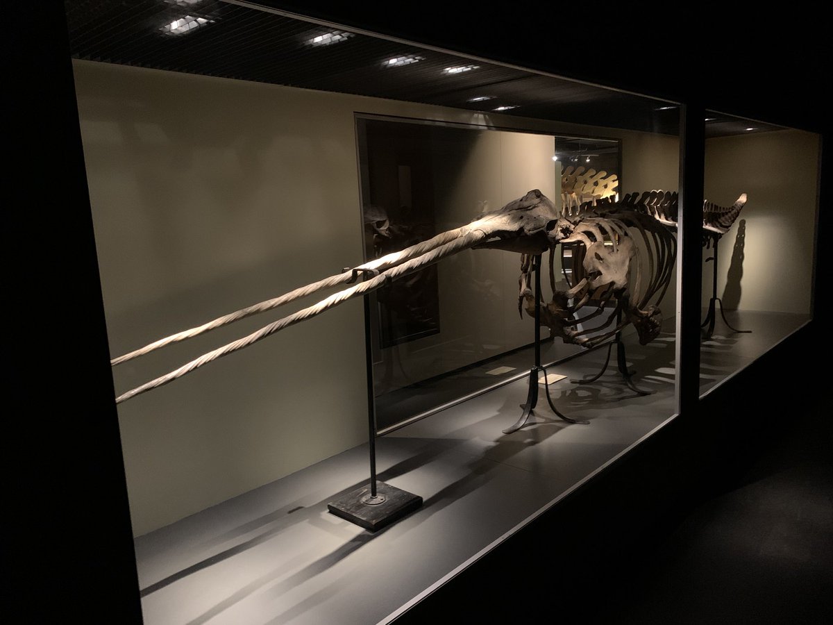 Dr Mark D. Scherz tweet media