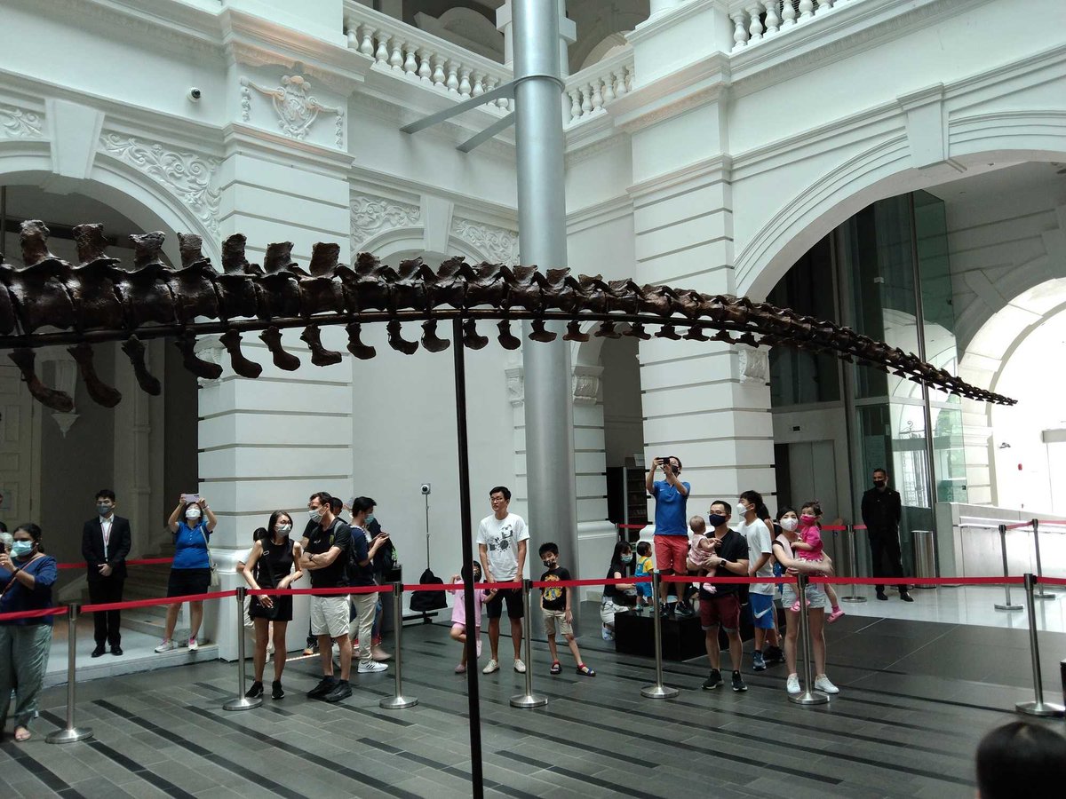The impressive SHEN THE T.REX “尚神”霸王龙 original skeleton (real fossil) display in Victoria Hall today.
Tyrannosaurus rex
MONTANA, USA
From the Hell Creek Formation,
Late Cretaceous (circa 67 million years ago).
43 x 12 x 7ft. (1220 x 360 x 210cm)