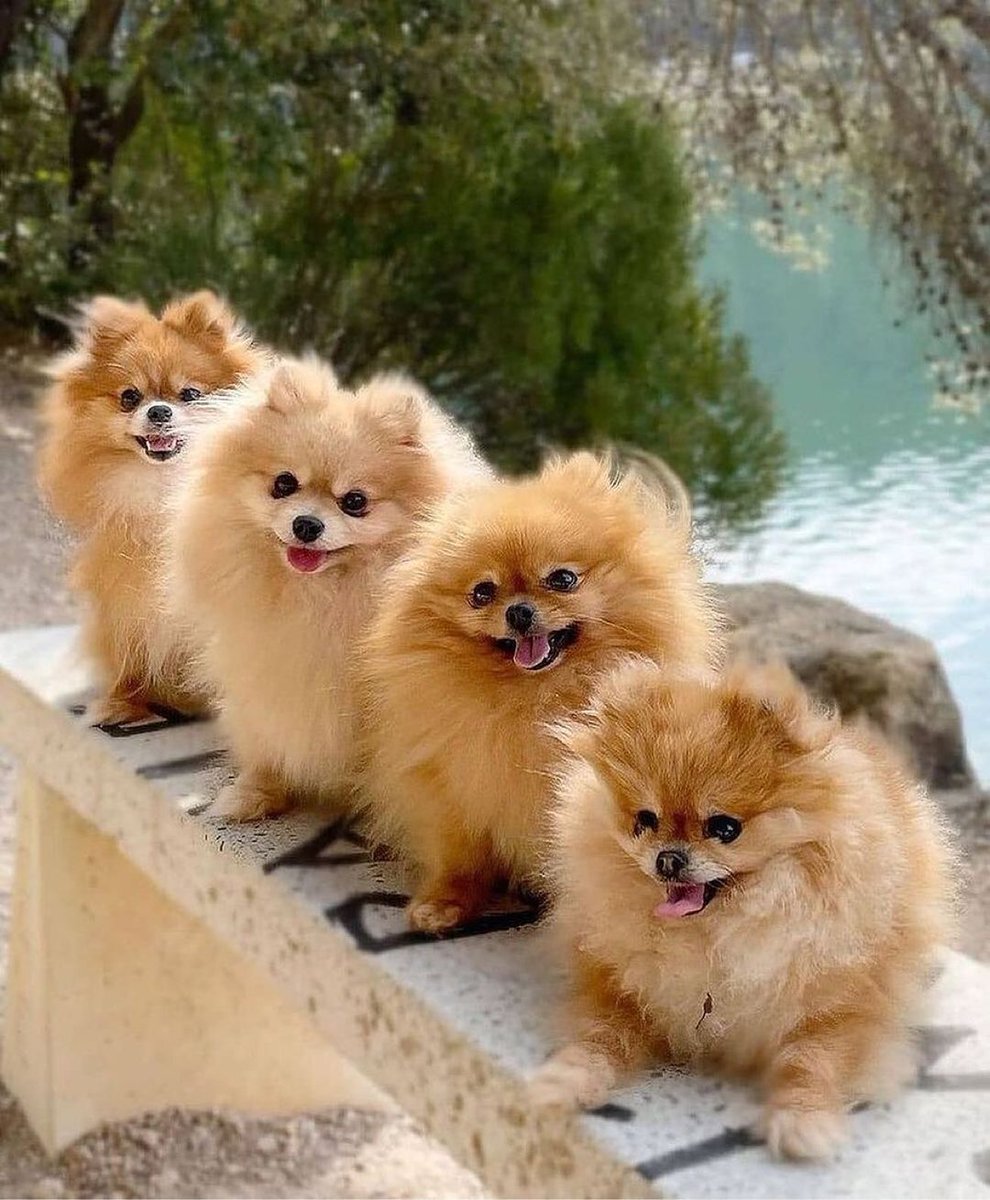 Devids_petworld's tweet photo. This cuteness melt Your heart! ♥ 🐶

Follow @devids_petworld
Follow @devids_petworld
Follow @devids_petworld

#pomeranian #dogs #dog #pom #pomeranians #puppy #pomeranianpuppy #dogs #pomeranianlove #dogsofworld #puppylove #spitz #doglovers #pomeranians #pompom #cute https://t.co/kWqnJRwjtu