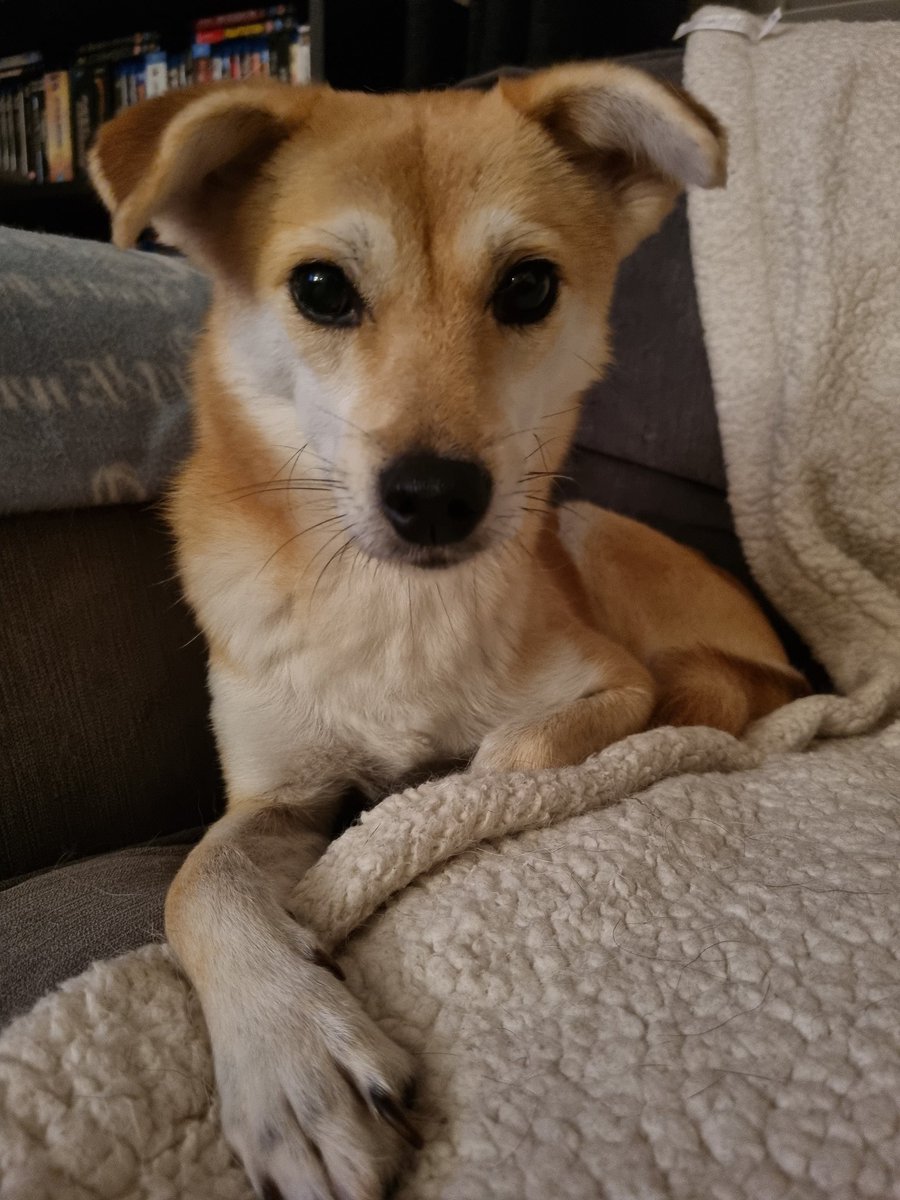paintedelfie's tweet photo. #RescueDog #Zelda who's #Blind in the car today ~ Trying to get her used to it so we can take her &amp; Teddy for rides ... I'm singing loudly to #ShakeYourLove by the fab @DebbieGibson &amp; Zelda is shaking... I stop singing &amp; she's all happy listening to @DebbieGibson s voice!! 🤷‍♀️🤔 https://t.co/5Fe4HA3FoC