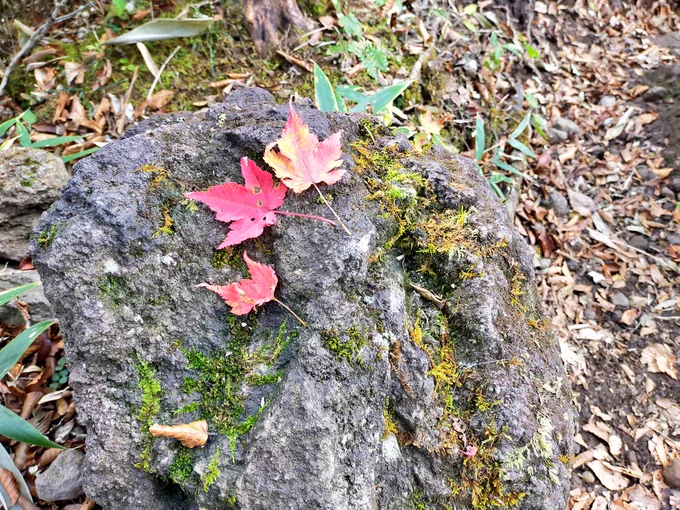 みかんの写真だと曇りっぽいけど、結構晴れてて気持ちよかった〜!富士山の見える山に登ったんだけど、富士山は曇ってて見えず…でも紅葉見られたからよし 