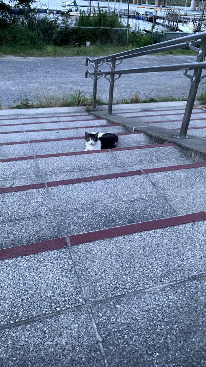 おすもうペット (@osmopet) on Twitter photo 