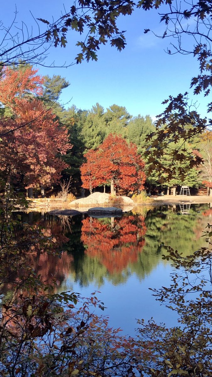 falling tree (@basketsofflower) on Twitter photo 