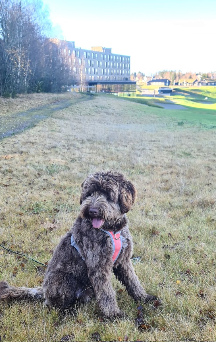 LilleBear's tweet image. #Shankly are ready to join #Daddy at #CUGtech Spring 2023 along with the @CUGNorway and @myCUGC He welcomes you to #Kløfta and #LilyCountryClub