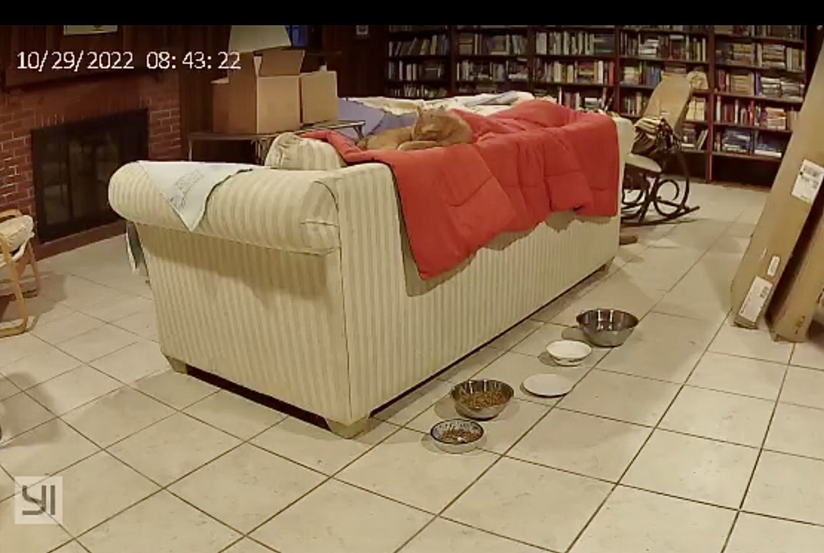Dorothy14213's tweet photo. Doodlebug: Mommy took this picture from the kitty cam to prove Iโm not exactly miserable when she puts me in the dungeon when she goes away
Me: Itโs a finished basement & weโre only gone for 1 night
#doodlecats #notmiserable #CatsOfTwitter https://t.co/8e5AC4qrHq