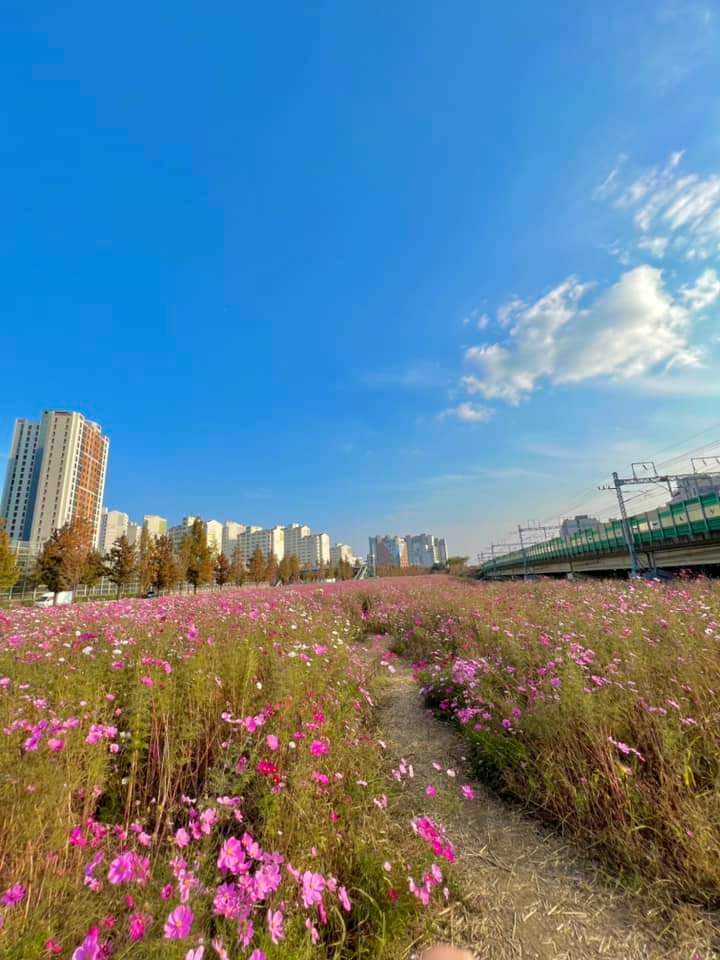 기오지라디 tweet media