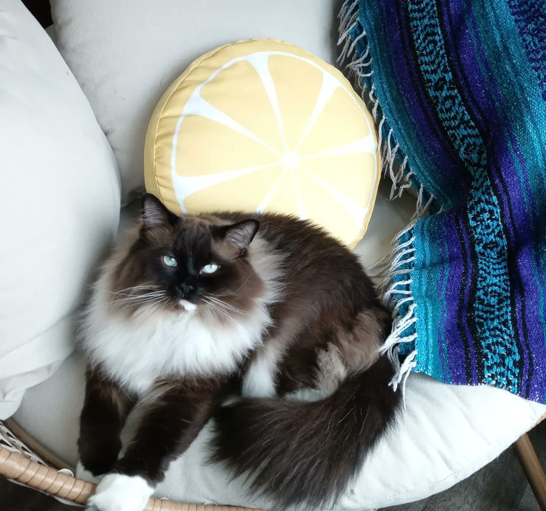 Ruth70817091's tweet photo. My Pal, Atticus, sitting in my favorite reading spot 💜💙 #atticuscatticus #Caturday https://t.co/MJ10ozuOsj
