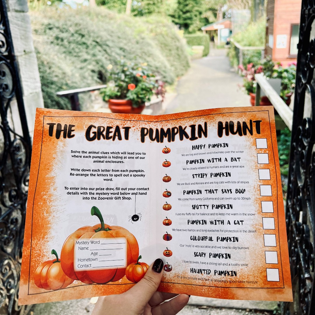 WelshMountainZo's tweet photo. Don't forget to take part in 'The Great Pumpkin Hunt' this FRIGHT WEEK! π
Can you find all of the pumpkins? π Solve the animal riddles to find where they are hidden! π
#TheGreatPumpkinHunt #SpookySeason #FrightWeek #Conservation #WelshMountainZoo #NationalZooOfWales https://t.co/2lKqelIrjy