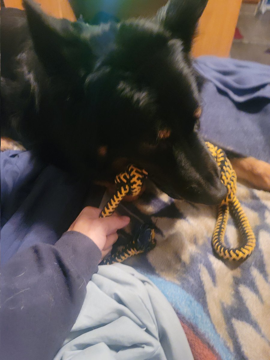 AdobeWanKenobi_'s tweet photo. My left arm is so useless 😂
I was trying to hold it down in one place on the bed and this mf'er nearly yanked it out of its socket on like, the 3rd try let's say... #IFail https://t.co/scviEVLY4x