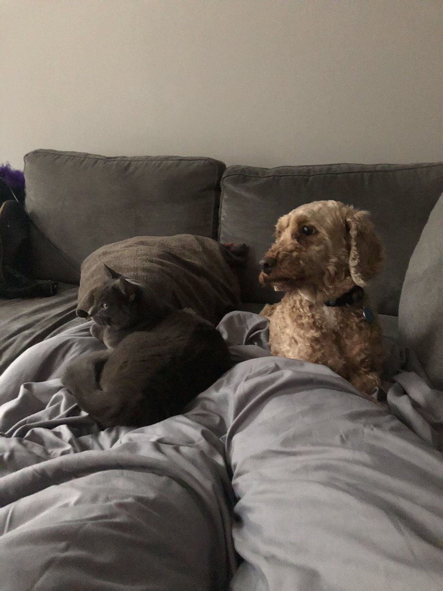 cseellis's tweet photo. @jmckinven @iamstevepinto Here are some more pictures of Mahli getting along with cats. It’s possible the thinks she is one of them https://t.co/BJ4w0lpJJU