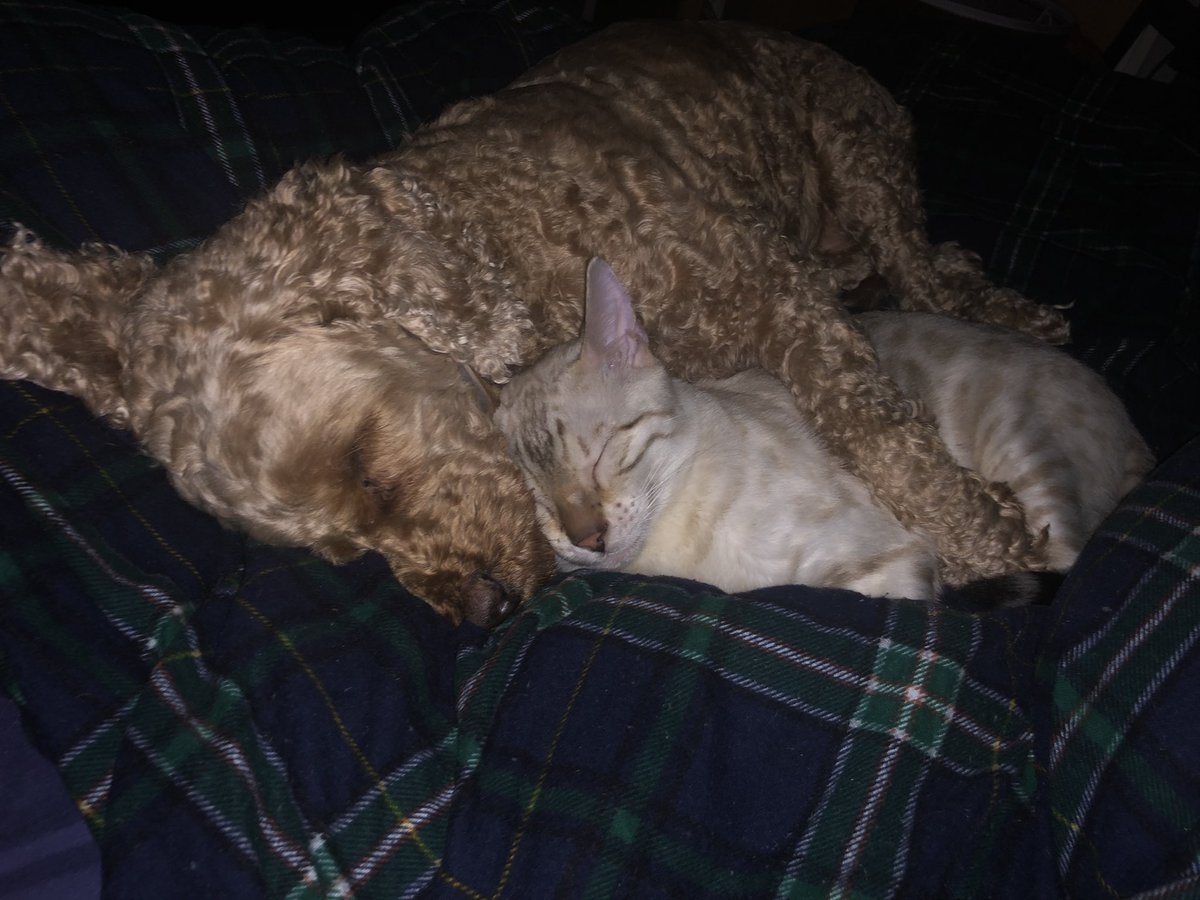cseellis's tweet photo. @jmckinven @iamstevepinto Here are some more pictures of Mahli getting along with cats. It’s possible the thinks she is one of them https://t.co/BJ4w0lpJJU