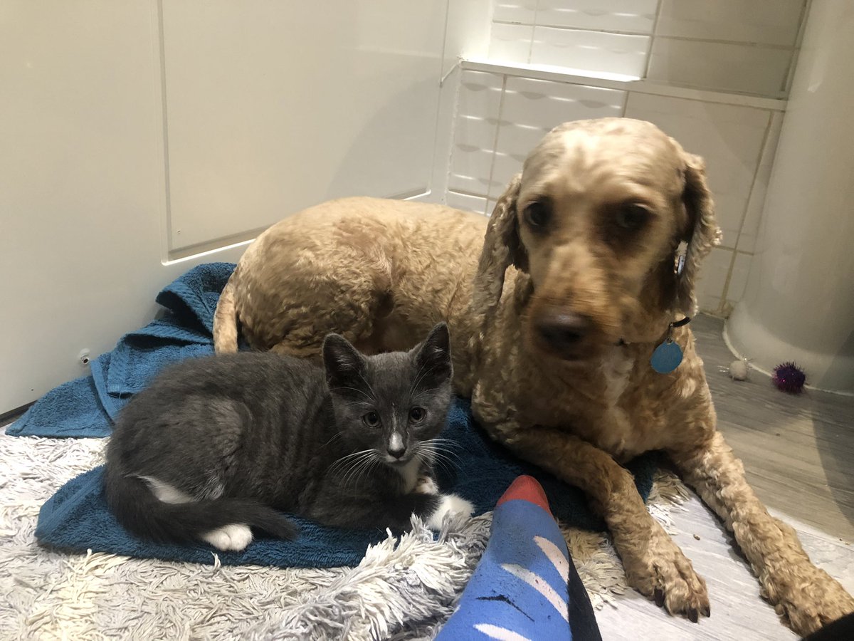 cseellis's tweet photo. @jmckinven @iamstevepinto Here are some more pictures of Mahli getting along with cats. It’s possible the thinks she is one of them https://t.co/BJ4w0lpJJU