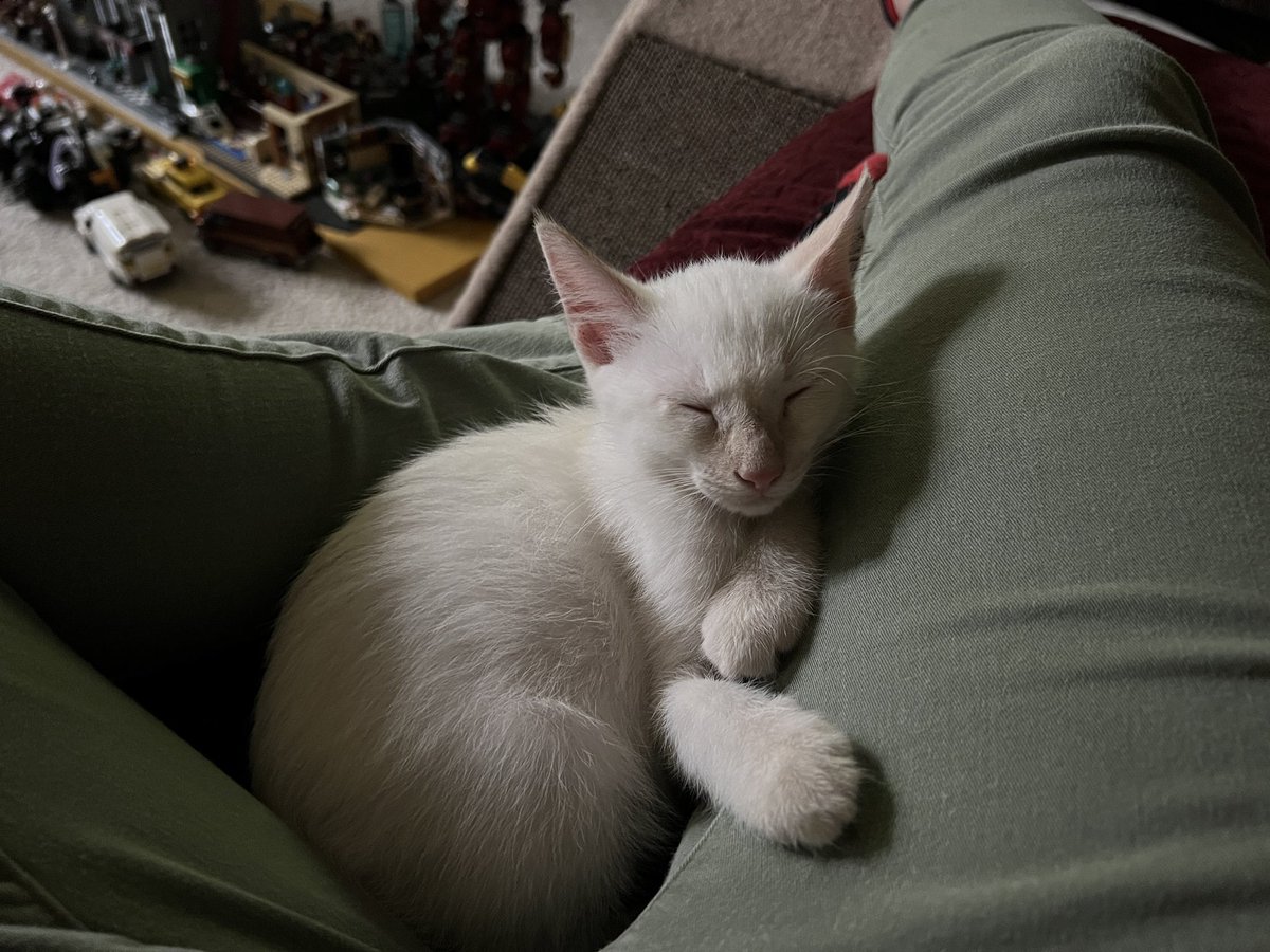 MrsPletting's tweet photo. @kitten_academy Lap kittens are the best. https://t.co/rC6nH9txap