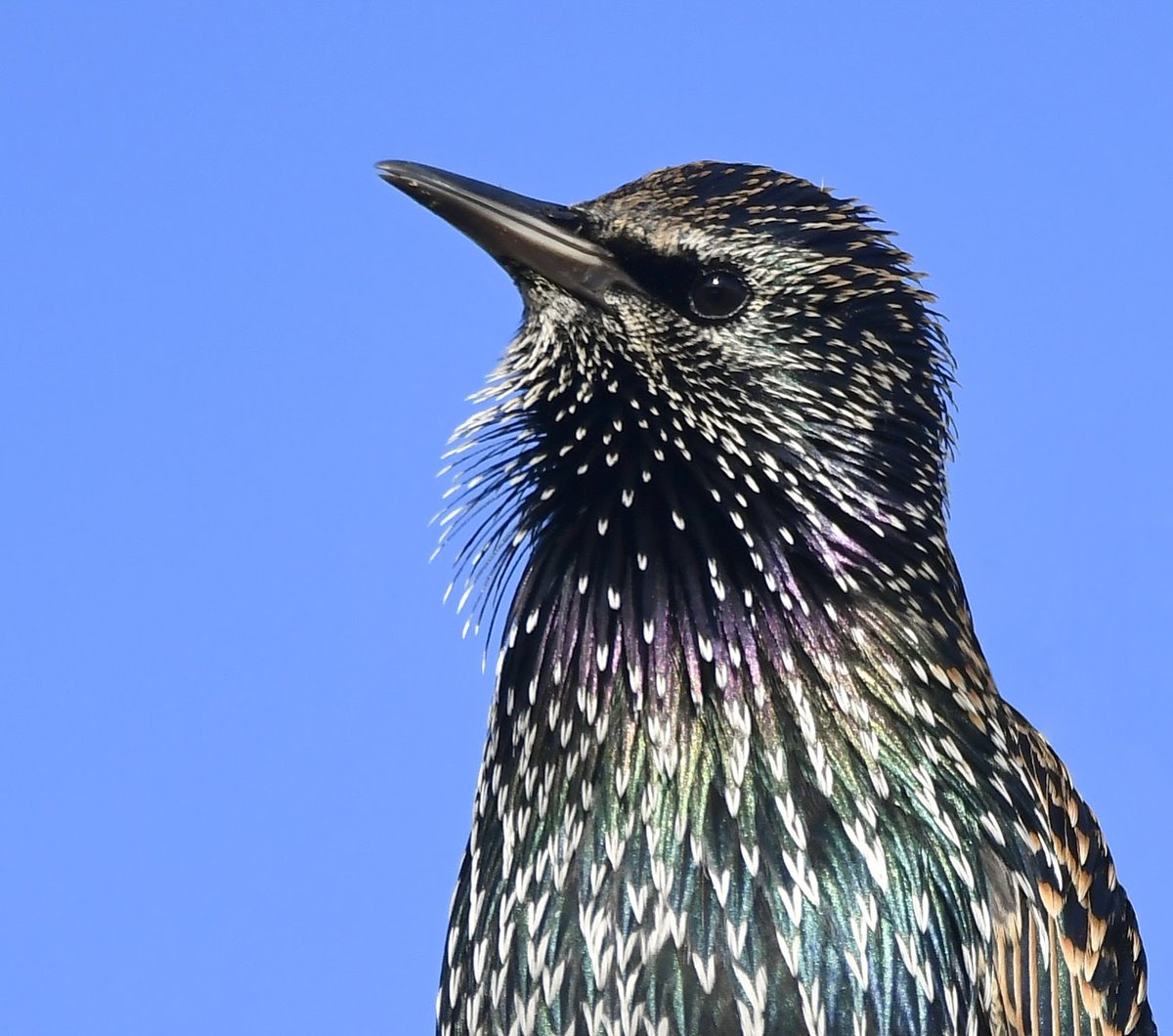 Singing Starling. 🎶
Unlike other birds, Starlings hardly open their beaks to sing, but their splayed throat feathers give them away. 😊🐦