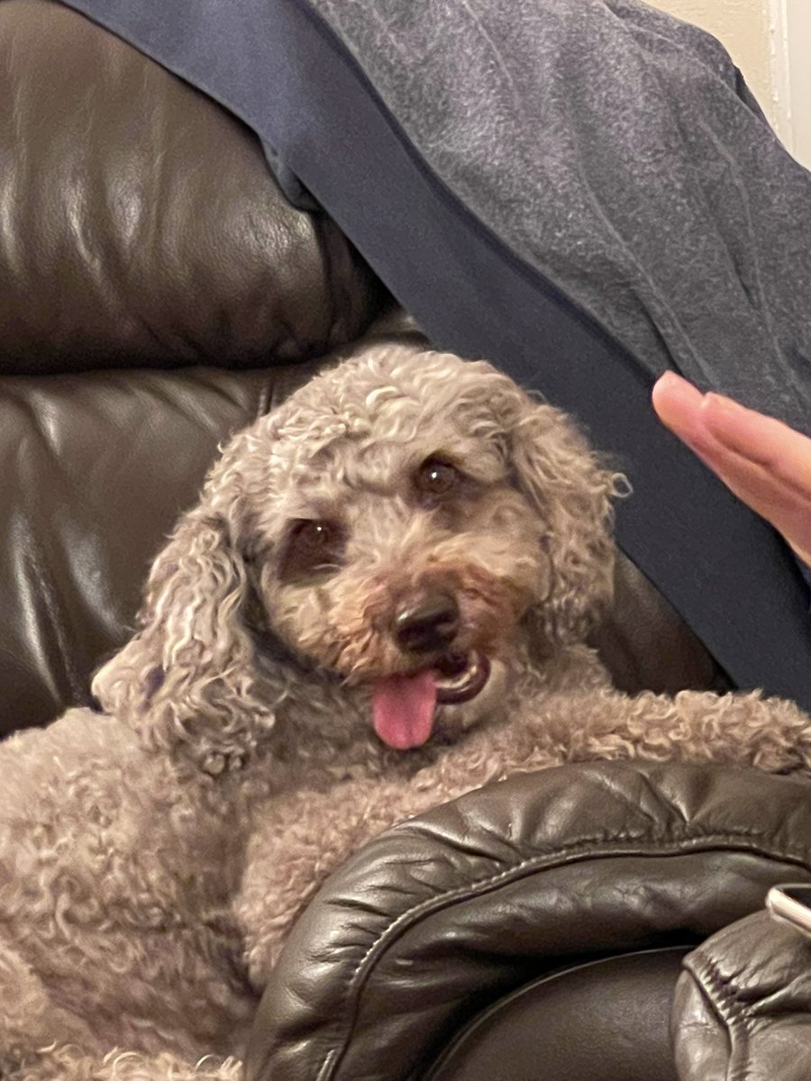 Smajor1995's tweet photo. Was waiting until it finally happened, but sadly had to say goodbye to Max for the last time when I came back from Scotland. He wasn’t in the best health and we had to make the decision to let him go, he truly was one of the best dogs I could asked for ❤️ https://t.co/7cPC1Ic9DB