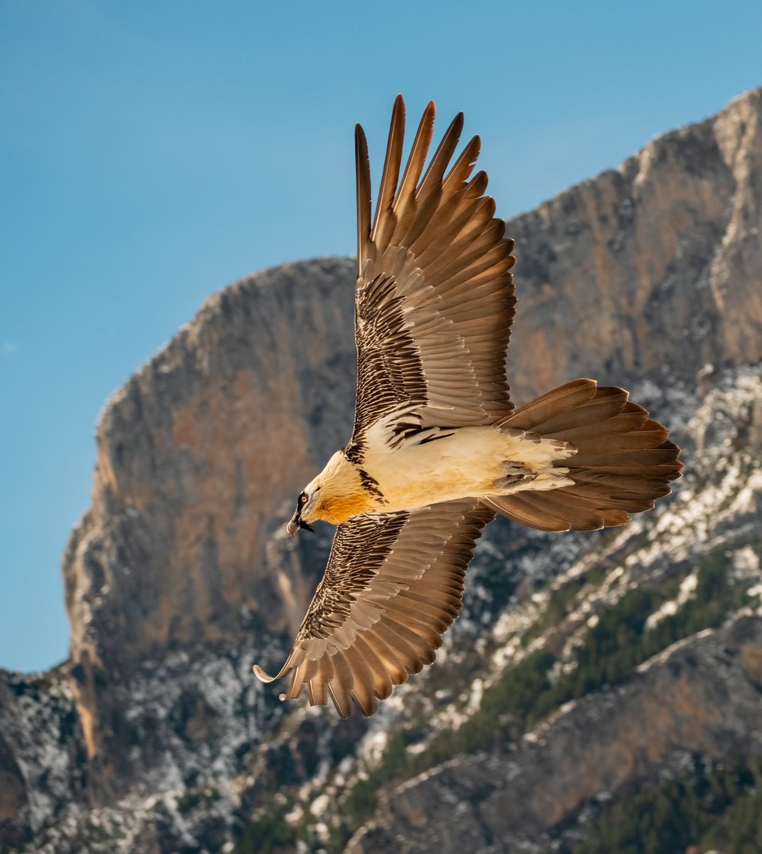 GobAragon's tweet photo. 🪶El Pirineo aragonés ve volar a 21 pollos de #quebrantahuesos en 2022. Otros siete ejemplares del programa de reintroducción han surcado el cielo en tres puntos diferentes de la geografía española

ℹ️https://t.co/rH40cEKs6i https://t.co/iOBJvdJJBd