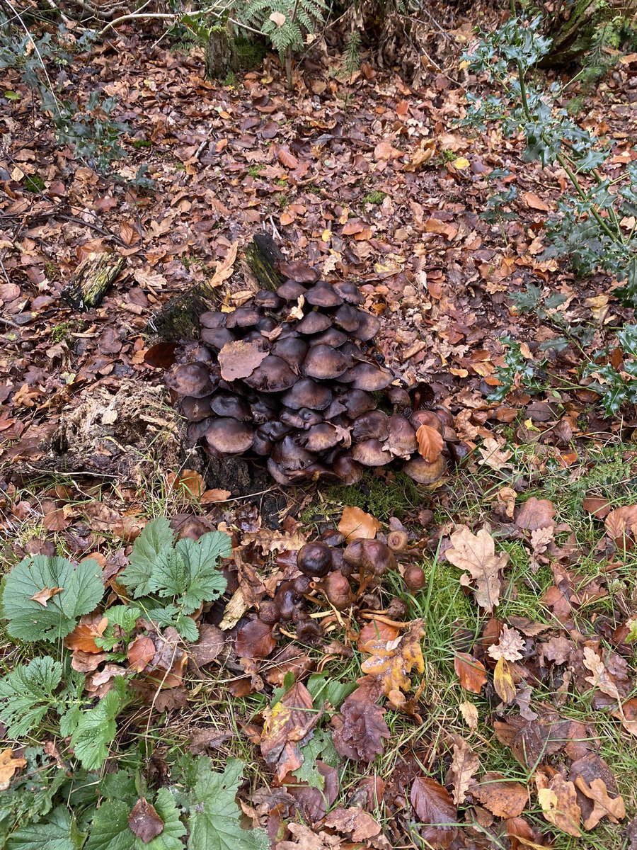 Drjude6's tweet photo. Rondje bos tijdens zwemles. Was wel warm 🥵 😁 https://t.co/jCe3tDg1ee
