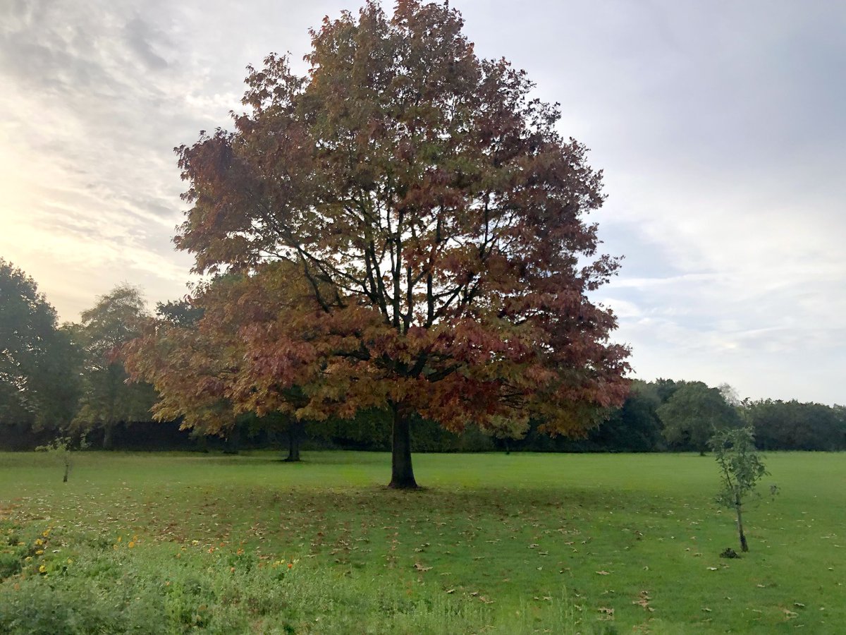 Trees are poems that the earth writes upon the sky - Khalil Gibran

 #tree #nature #naturephotography #iphonephotography #unitedkingdom #midlands #solihull #scenicsolihull 

@lovesolihull @visitsolihull @solihullbid @solihull_updates @SolihullTimes