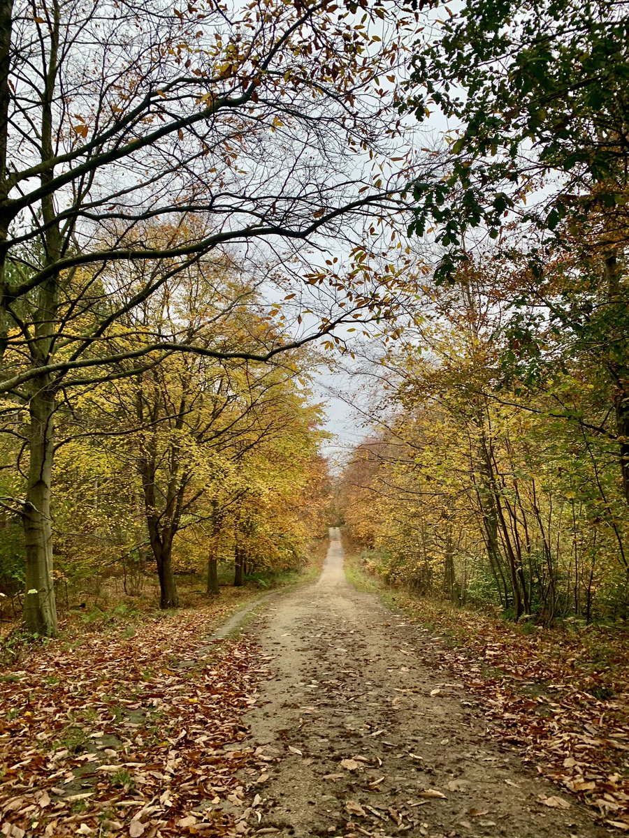 NatAlaMcC's tweet photo. Did the boundary walk at #chopwellwoods today. Lovely #Autumn colours again. @ForestryEngland @countrywalking @gateshead @WellbeingNorth @keswickbootco https://t.co/Eq5VetVf1j