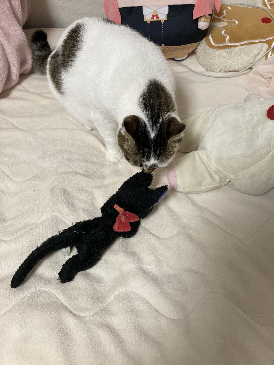 Futo_chiru's tweet photo. 猫たちに寝床取られとる https://t.co/AXXLPcroER