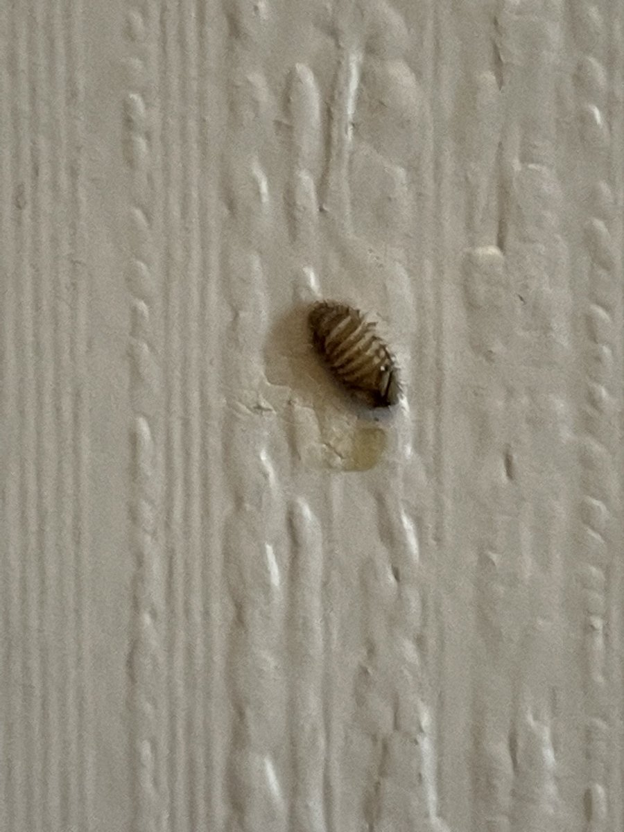 Carpet beetle larvae or bed bug?! Found a single one on our hotel wall 😳