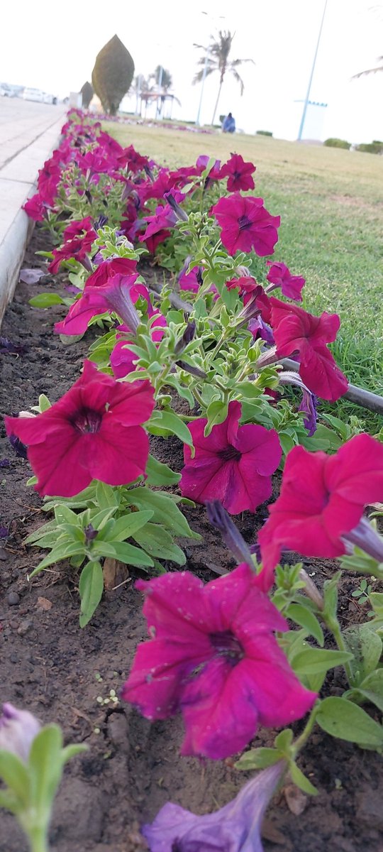 اسعد الله مسائكم بكل خير أيها الأصدقاء