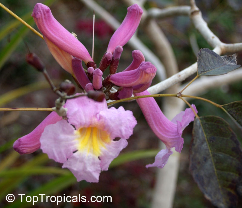toptropicals's tweet photo. #Tabebuia impetiginosa - Dwarf Pink Tabebuia. Nice small landscape with beautiful bright pink flowers with yellow throat, covering the tree before new leaves appear. #Winterbloomer. Very cold hardy plant.
https://t.co/b7JvVCAVyB
#floweringtrees
#landscapeplants
#SaturdayMorning https://t.co/T5aHVO4pn2