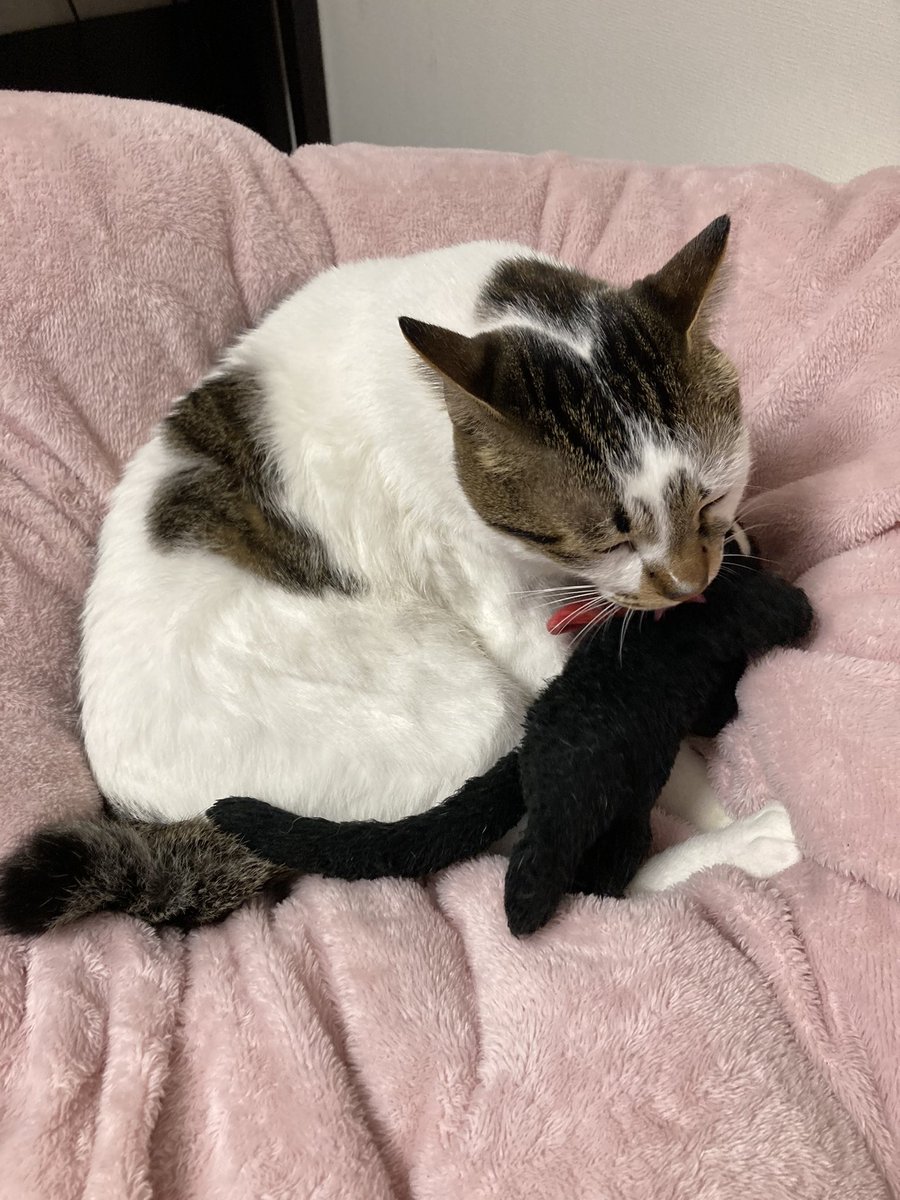 Futo_chiru's tweet photo. 毛ずくろい🐈🐈‍⬛ ͗ ͗〰︎︎💭 https://t.co/6ii54YzU4t