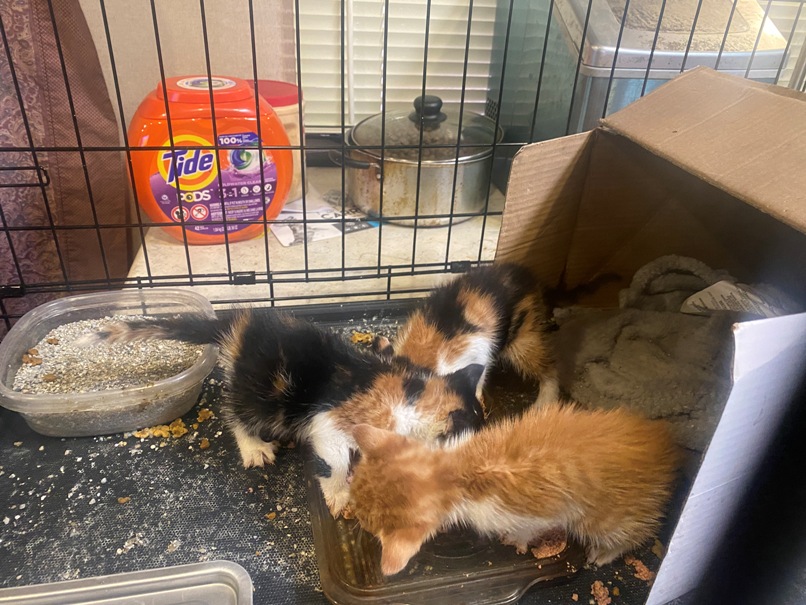 Well, after being off twitter for years I've decided to get back on it. Not much is new with me, I'm now in Petersburg Virginia, Got a new pickup, got a new RV. Found 3 kittens in a box in my warehouse that are about 5 weeks old. 2 calico and 1 ginger.